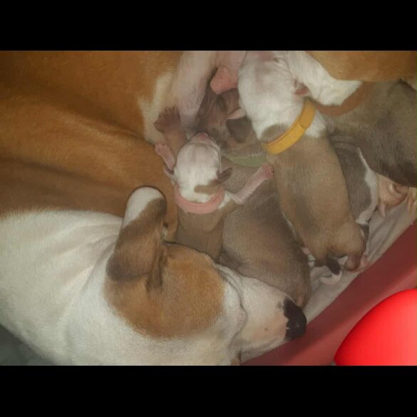 Staffordshire Bull Terrier
