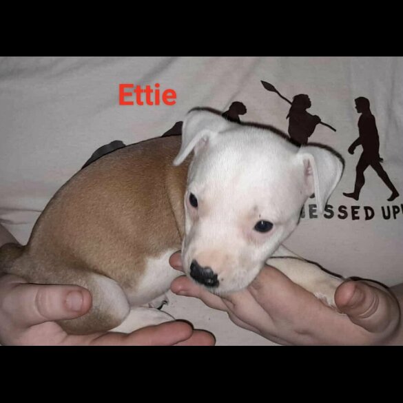 Staffordshire Bull Terrier