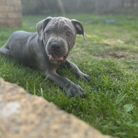 Staffordshire Bull Terrier - Dogs