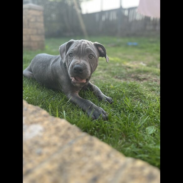 Staffordshire Bull Terrier - Dogs