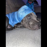 Staffordshire Bull Terrier - Dogs
