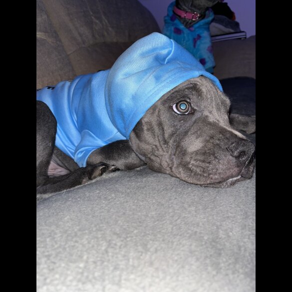 Staffordshire Bull Terrier - Dogs