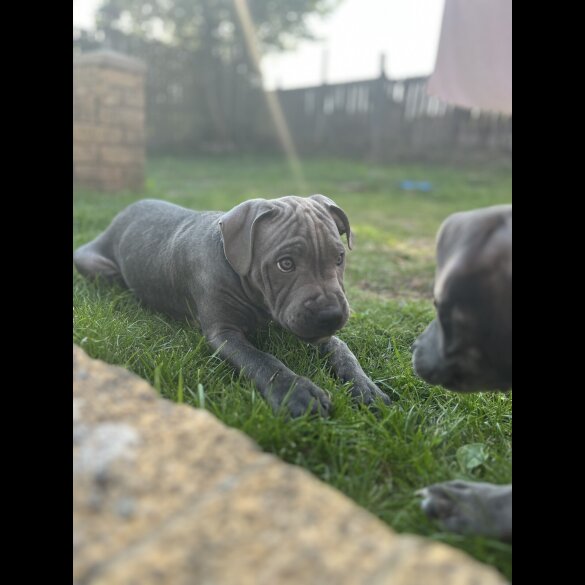 Staffordshire Bull Terrier - Dogs