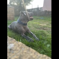 Staffordshire Bull Terrier - Dogs