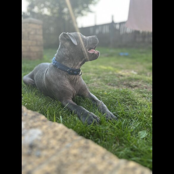 Staffordshire Bull Terrier - Dogs