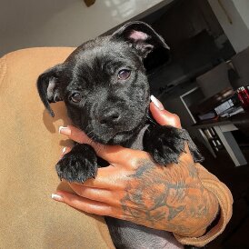 Staffordshire Bull Terrier - Both