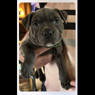 Staffordshire Bull Terrier