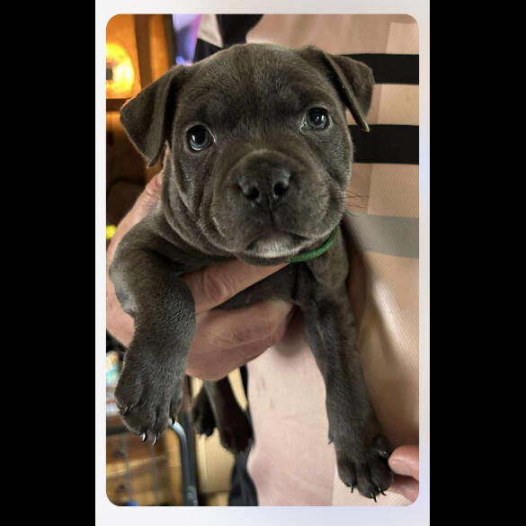 Staffordshire Bull Terrier