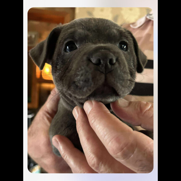 Staffordshire Bull Terrier