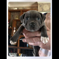 Staffordshire Bull Terrier