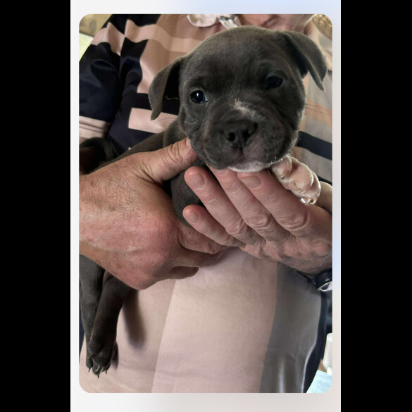 Staffordshire Bull Terrier