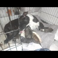Mixed Breed