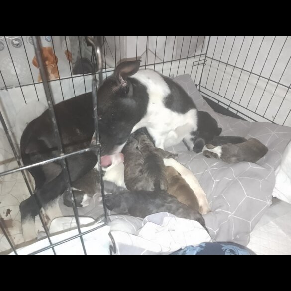 Mixed Breed