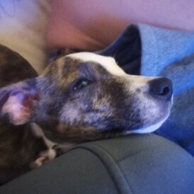 Mixed Breed