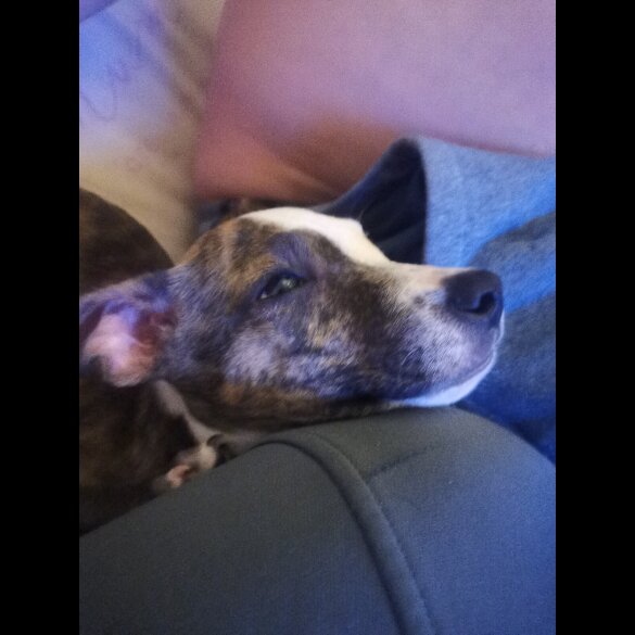 Mixed Breed