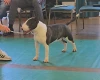 Bull Terrier