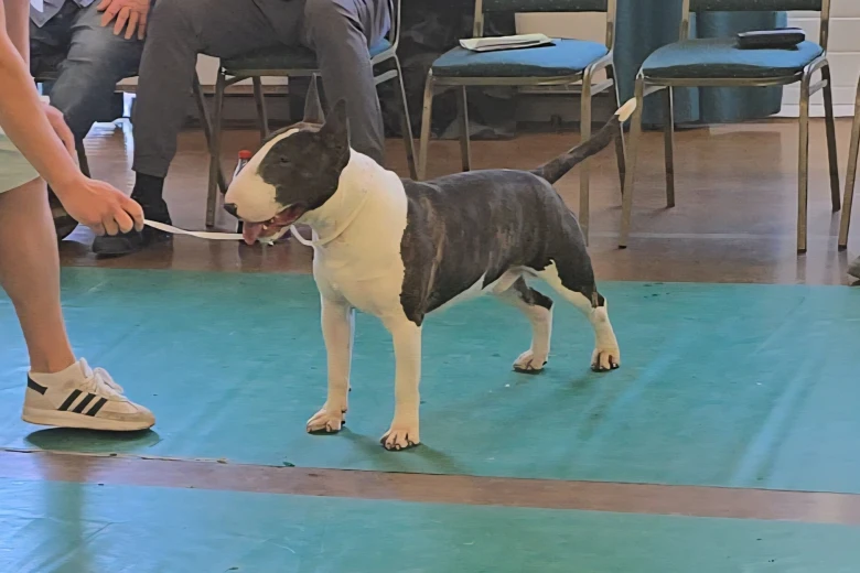 Bull Terrier