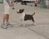 Bull Terrier