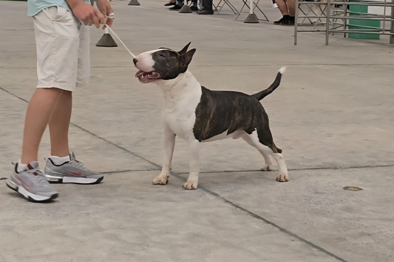 Bull Terrier