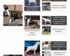 Bull Terrier