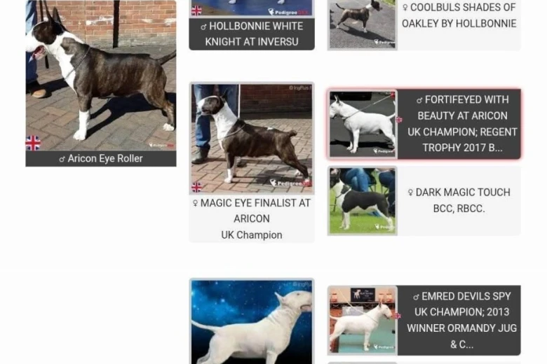 Bull Terrier