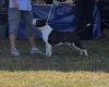 Bull Terrier