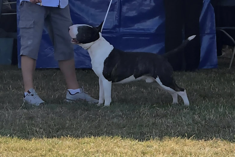 Bull Terrier