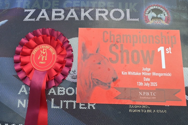 Bull Terrier