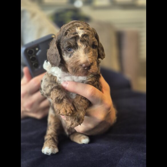 Cockapoo