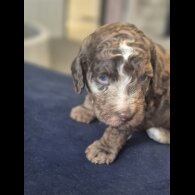 Cockapoo