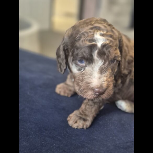 Cockapoo