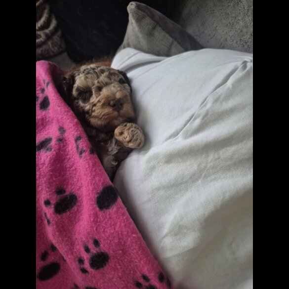Cockapoo