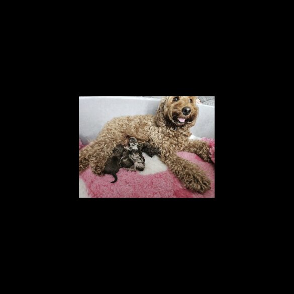 Cockapoo