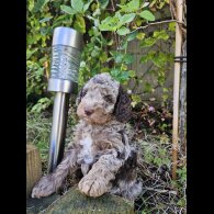 Cockapoo