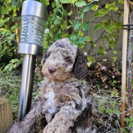 Cockapoo