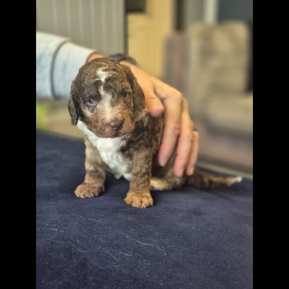 Cockapoo