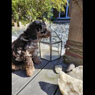 Cockapoo