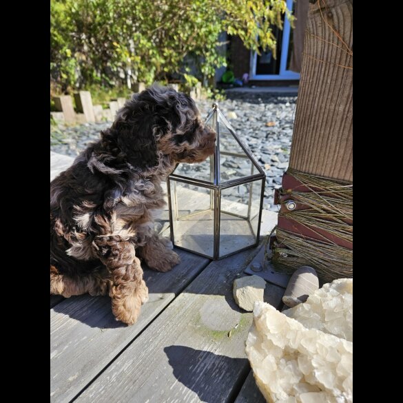 Cockapoo