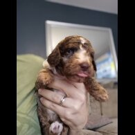 Cockapoo
