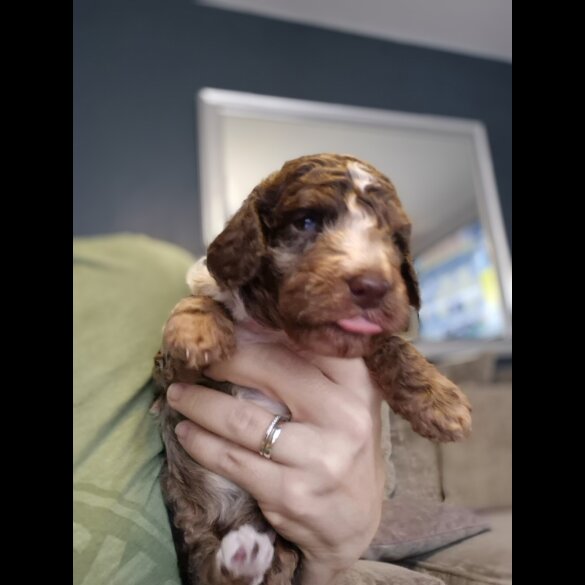 Cockapoo