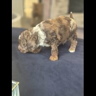 Cockapoo