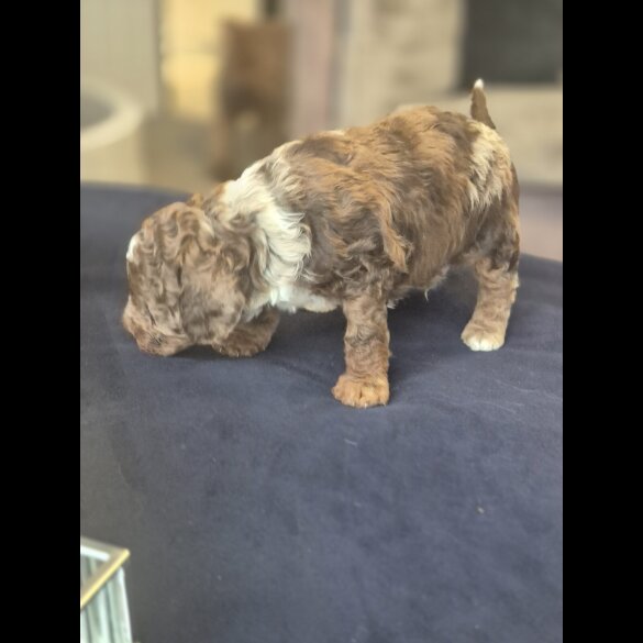 Cockapoo