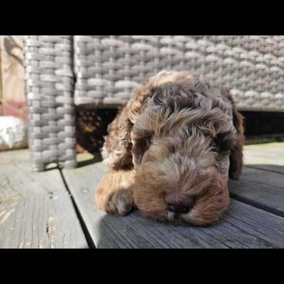 Cockapoo