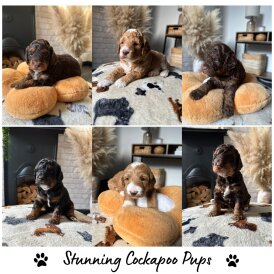 Cockapoo
