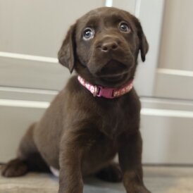 Labrador Retriever - Both
