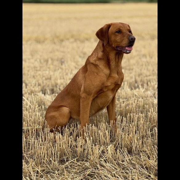 Labrador Retriever