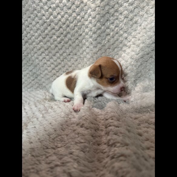 Jack Russell - Both