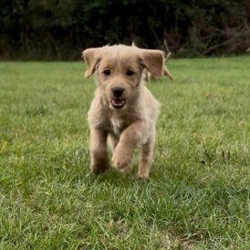 Labradoodle