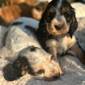 Cocker Spaniel (Show) - Both