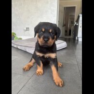 Rottweiler - Both